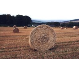 premium grade hay