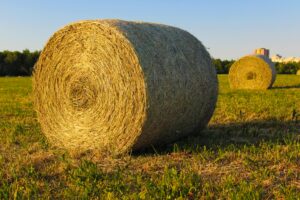 How to Grow High-Quality Hay: Key Tips and Techniques