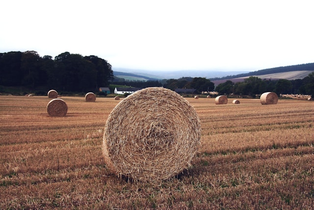 premium grade hay