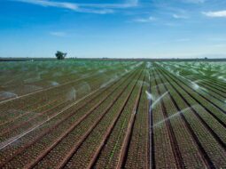Irrigation Techniques